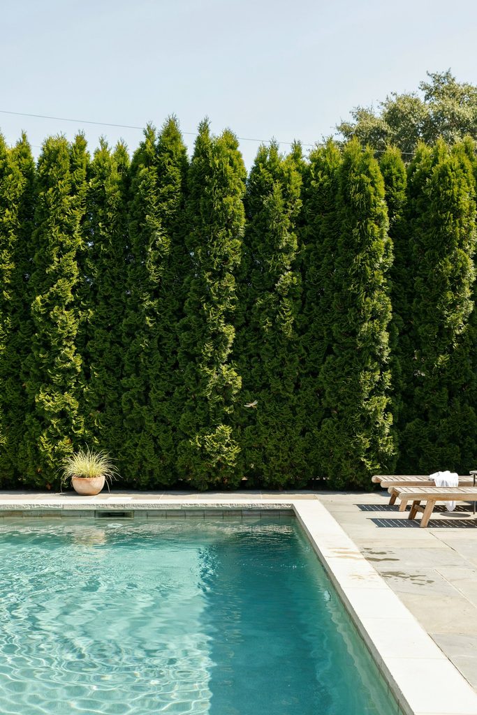 Plant Fast-Growing Privacy Trees or Hedges