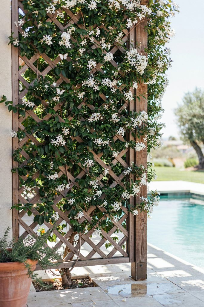 Use Trellises and Climbing Plants